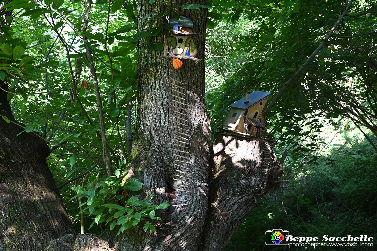 VBS_4825 - Il bosco fatato - Montaldo Roero.jpg